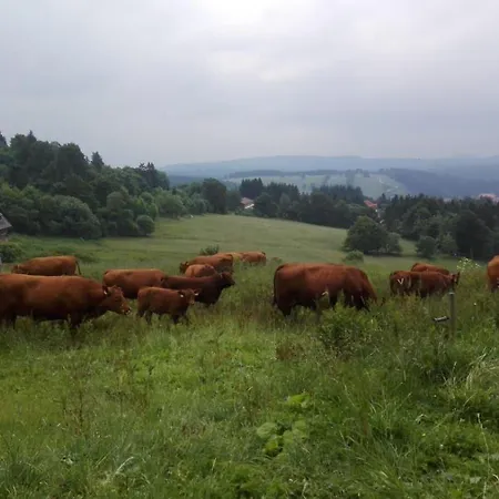 Dat-harzchen-mit-garage-und-wlan Daire *